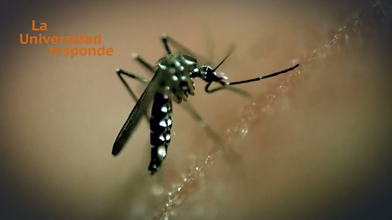 ¿Afecta el cambio climático a la transmisión de enfermedades? | La Universidad responde