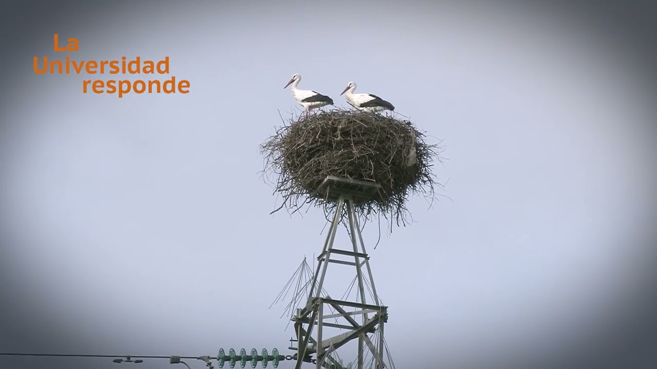 ¿Por qué no migran algunas cigüeñas? | La Universidad responde